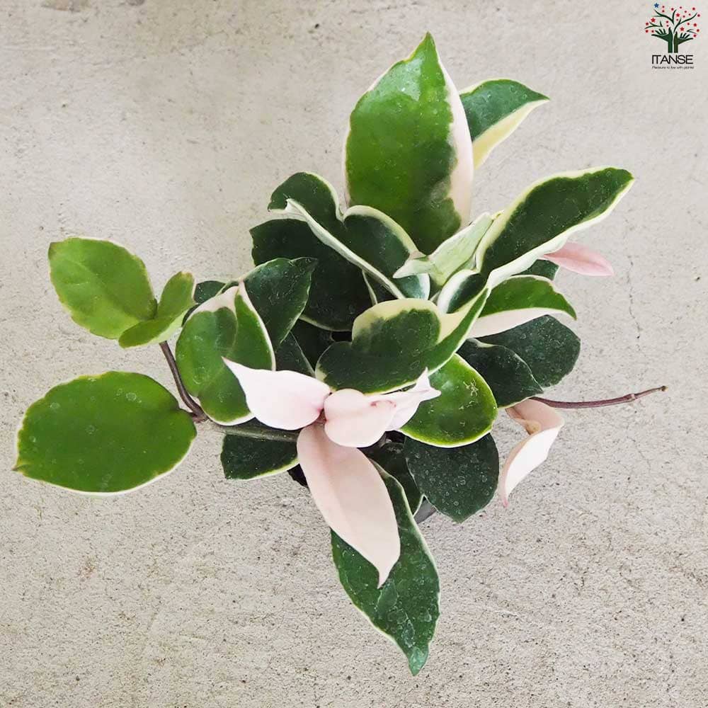 ホヤ (桜ラン) カルノーサ リップカラー【観葉植物 3号ポット