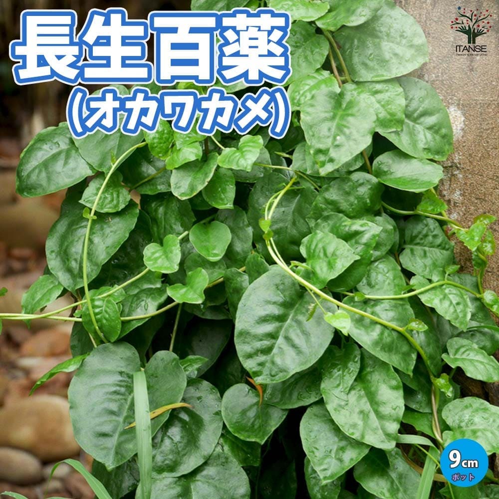 オカワカメの苗 長生百薬2個～【野菜の苗 9cmポット】｜ 【植物