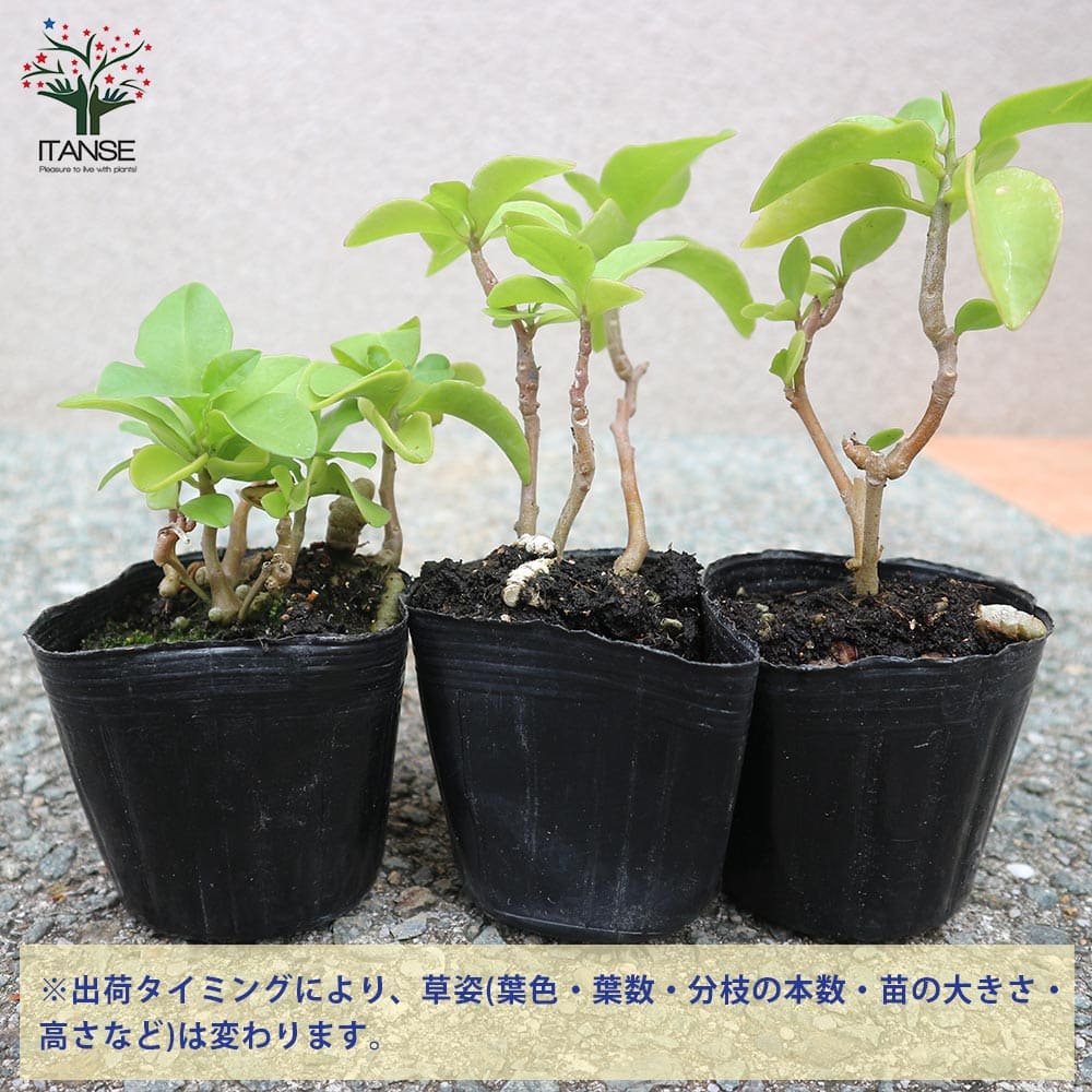 オカワカメの苗 長生百薬2個～【野菜の苗 9cmポット】｜ 【植物の
