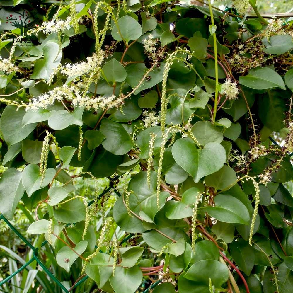 オカワカメの苗 長生百薬2個～【野菜の苗 9cmポット】｜ 【植物の