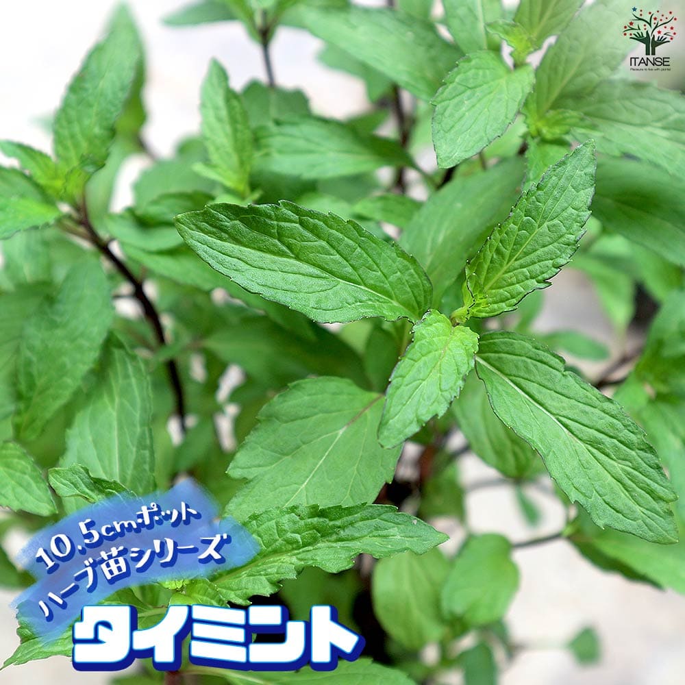 タイミント 10.5cm2個~【おうちで簡単!育てやすい10.5cmポットハーブ苗シリーズ!】