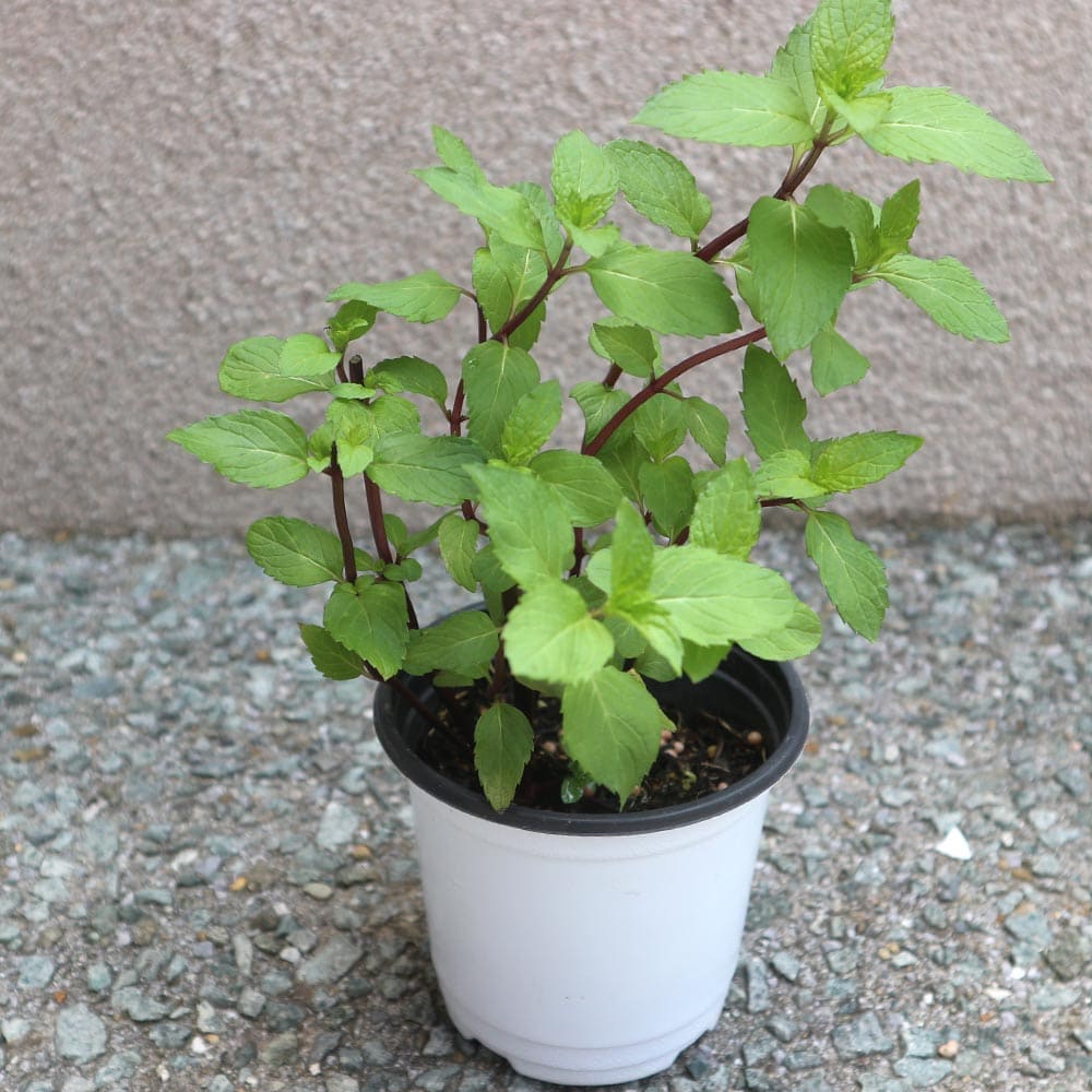 タイミント 10.5cm2個~【おうちで簡単!育てやすい10.5cmポットハーブ苗シリーズ!】