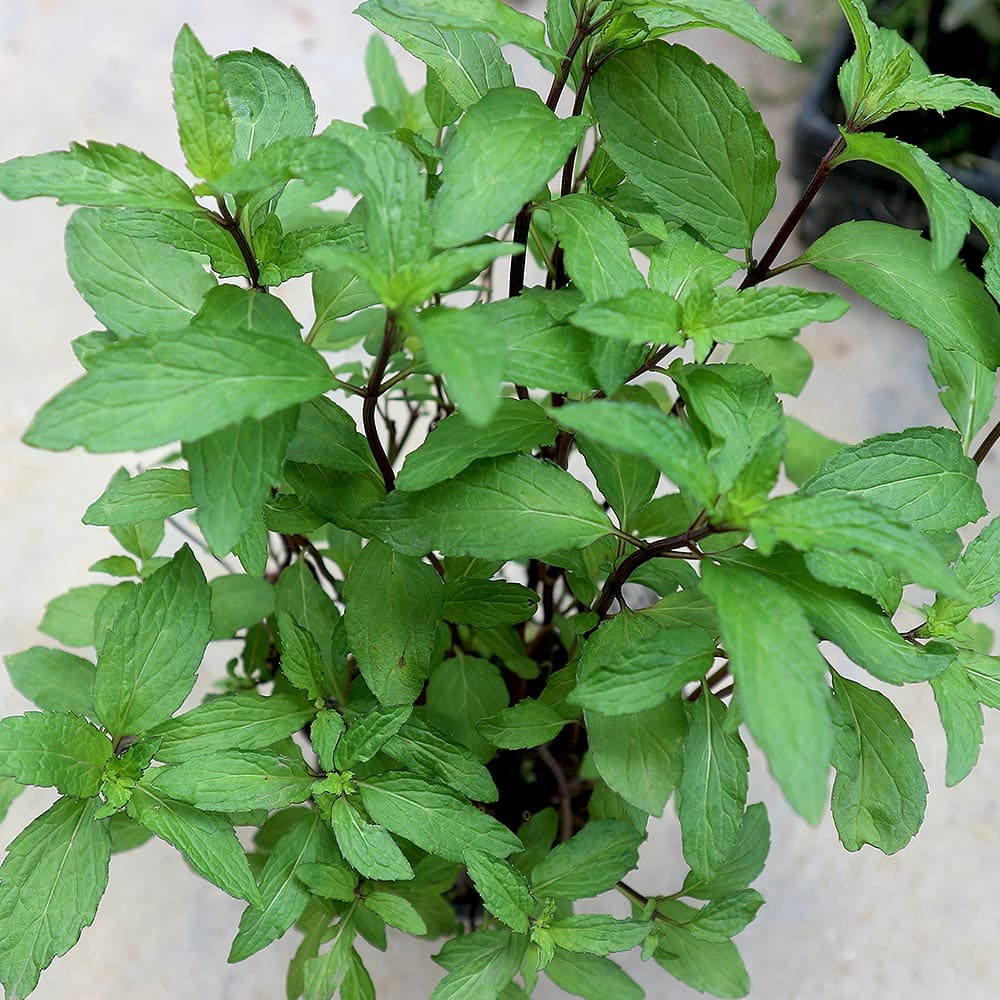 タイミント 10.5cm2個~【おうちで簡単!育てやすい10.5cmポットハーブ苗シリーズ!】