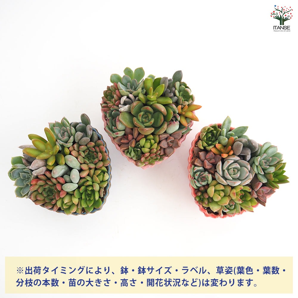 多肉植物 寄せ植え【多肉植物 ハート鉢】｜ 【植物のITANSE