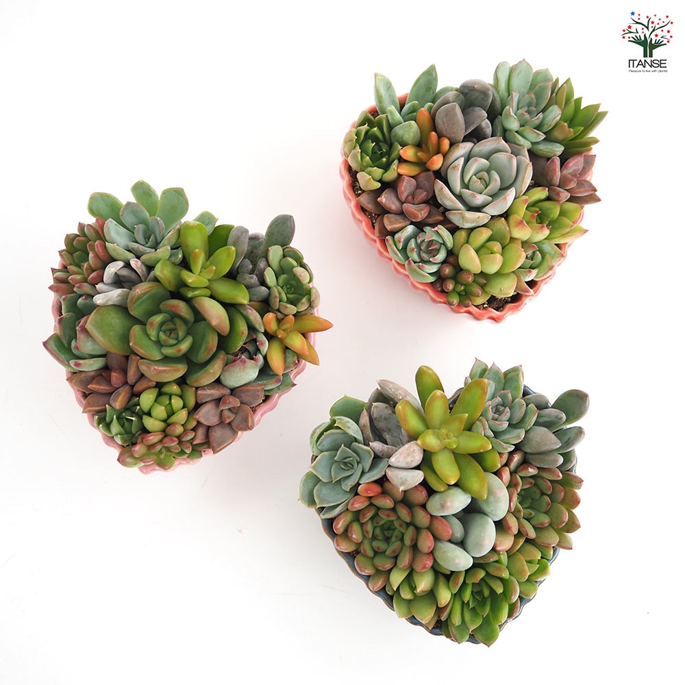 多肉植物 寄せ植え【多肉植物 ハート鉢】｜ 【植物の
