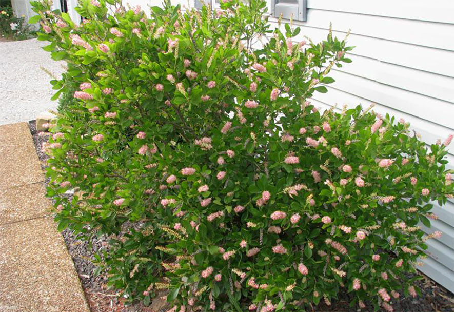 Itanse良品ｾﾚｸﾄ通販