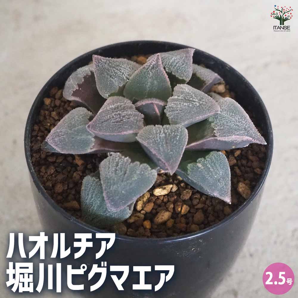 ハオルチア(青) 堀川ピグマエア 【多肉植物 2.5号ポット／1個売り
