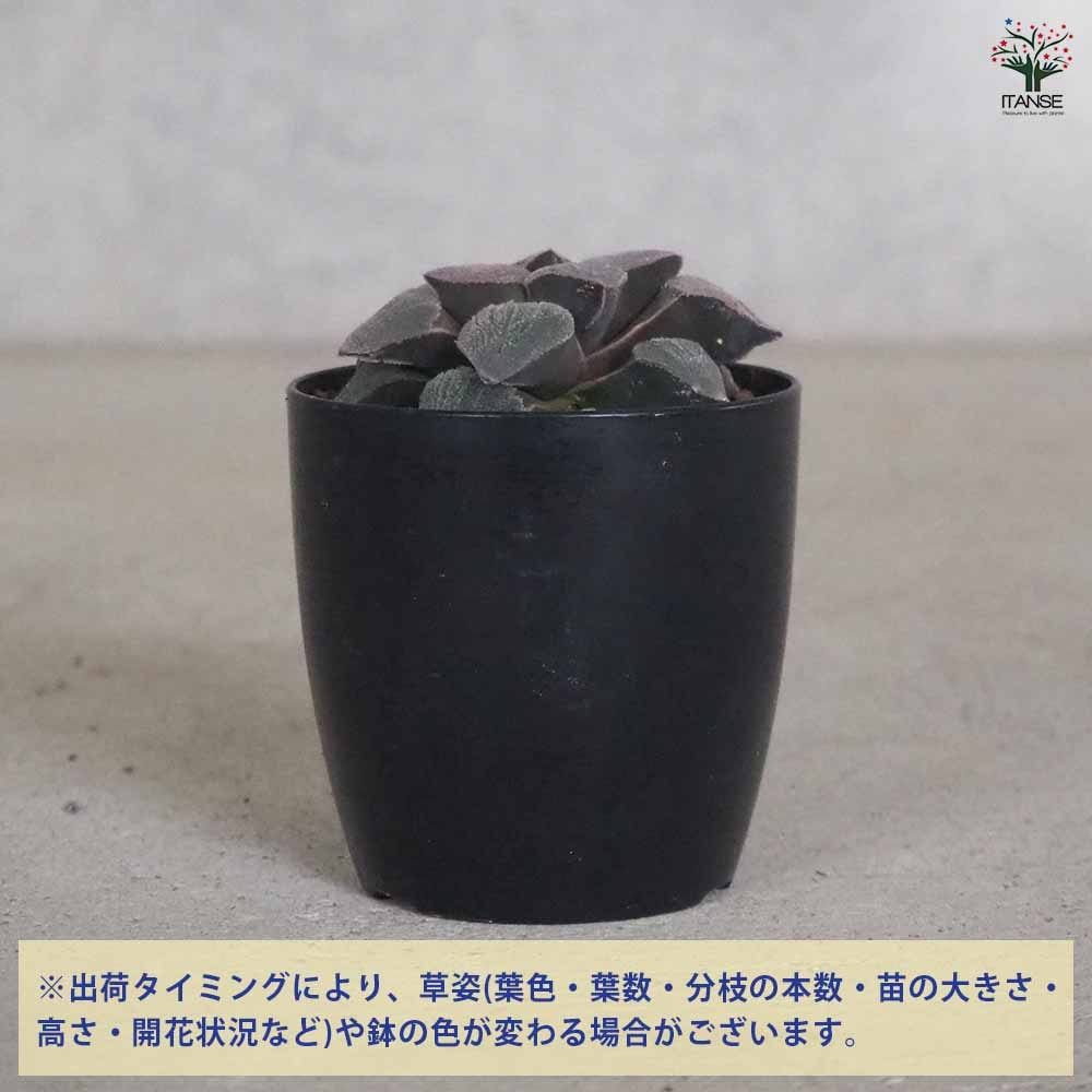 ハオルチア(青) 堀川ピグマエア 【多肉植物 2.5号ポット／1個売り