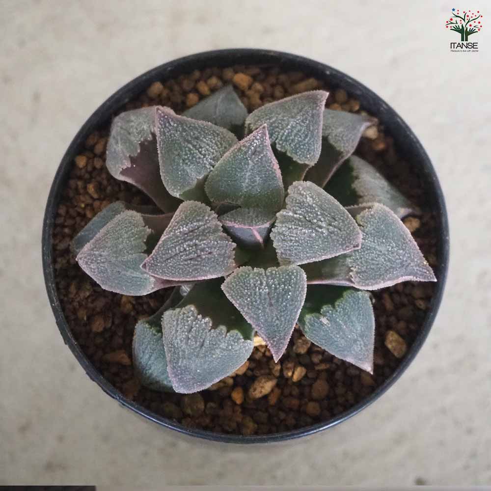 ハオルチア(青) 堀川ピグマエア 【多肉植物 2.5号ポット／1個売り