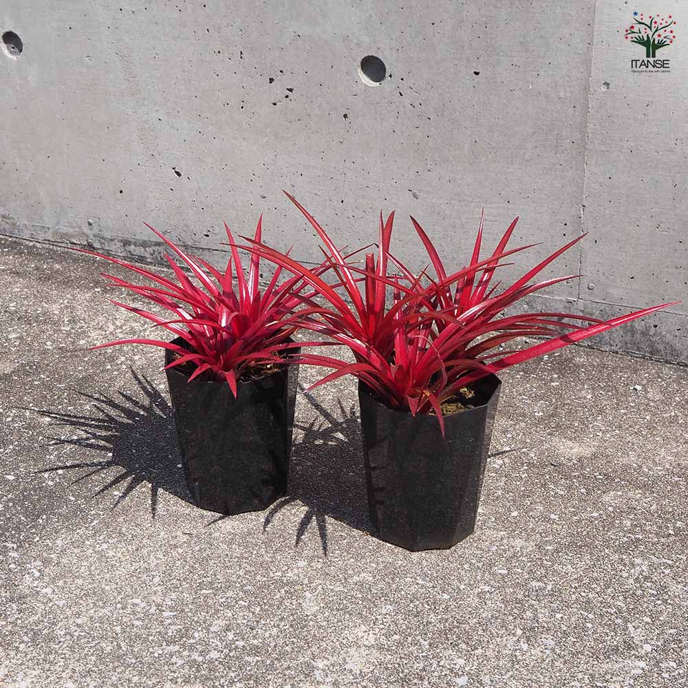 ネオレゲリア　ノスフェラトゥ ネオレゲリア ノスフェラトゥ - メルカリ