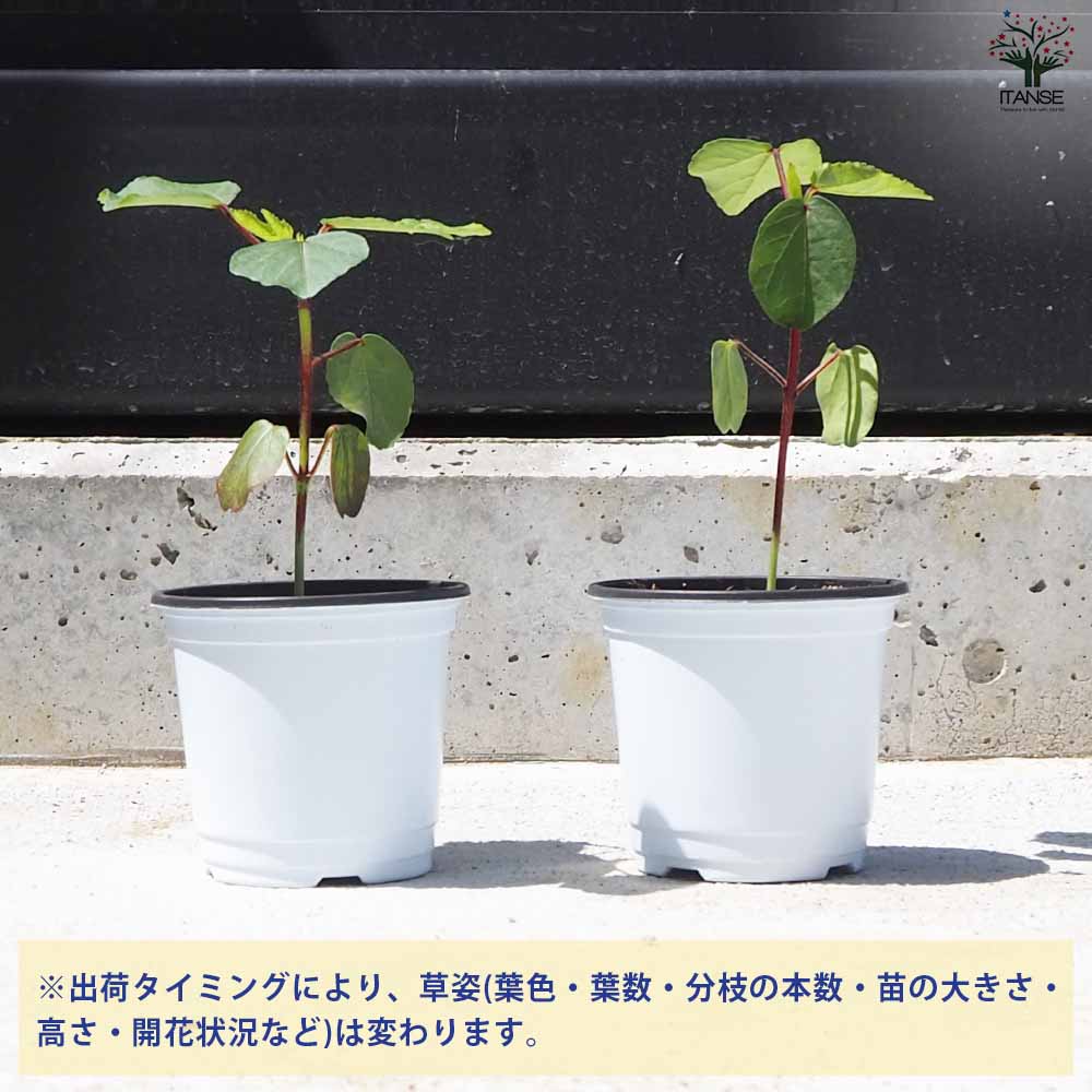 ローゼル 2個～【ハーブの苗 10.5cm鉢】｜ 【植物のITANSE】全品