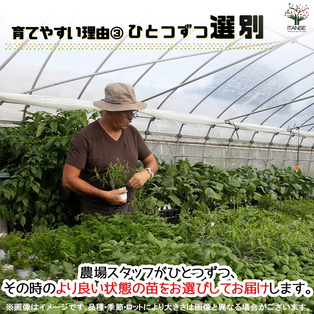ローゼル 2個～【ハーブの苗 10.5cm鉢】｜ 【植物のITANSE】全品