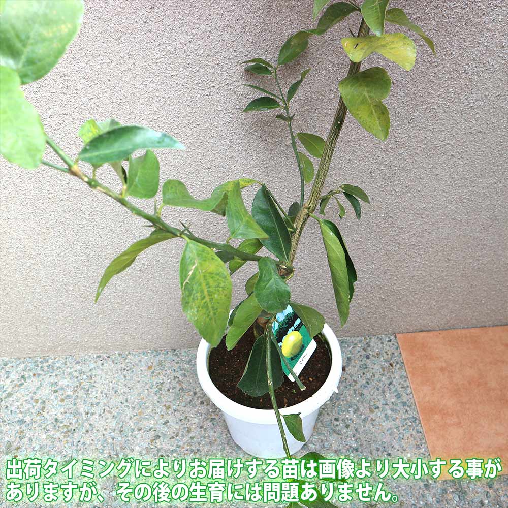 早成り大実レモン マイヤーレモン【果樹苗 2年生 接木苗 21cmポット／1本】