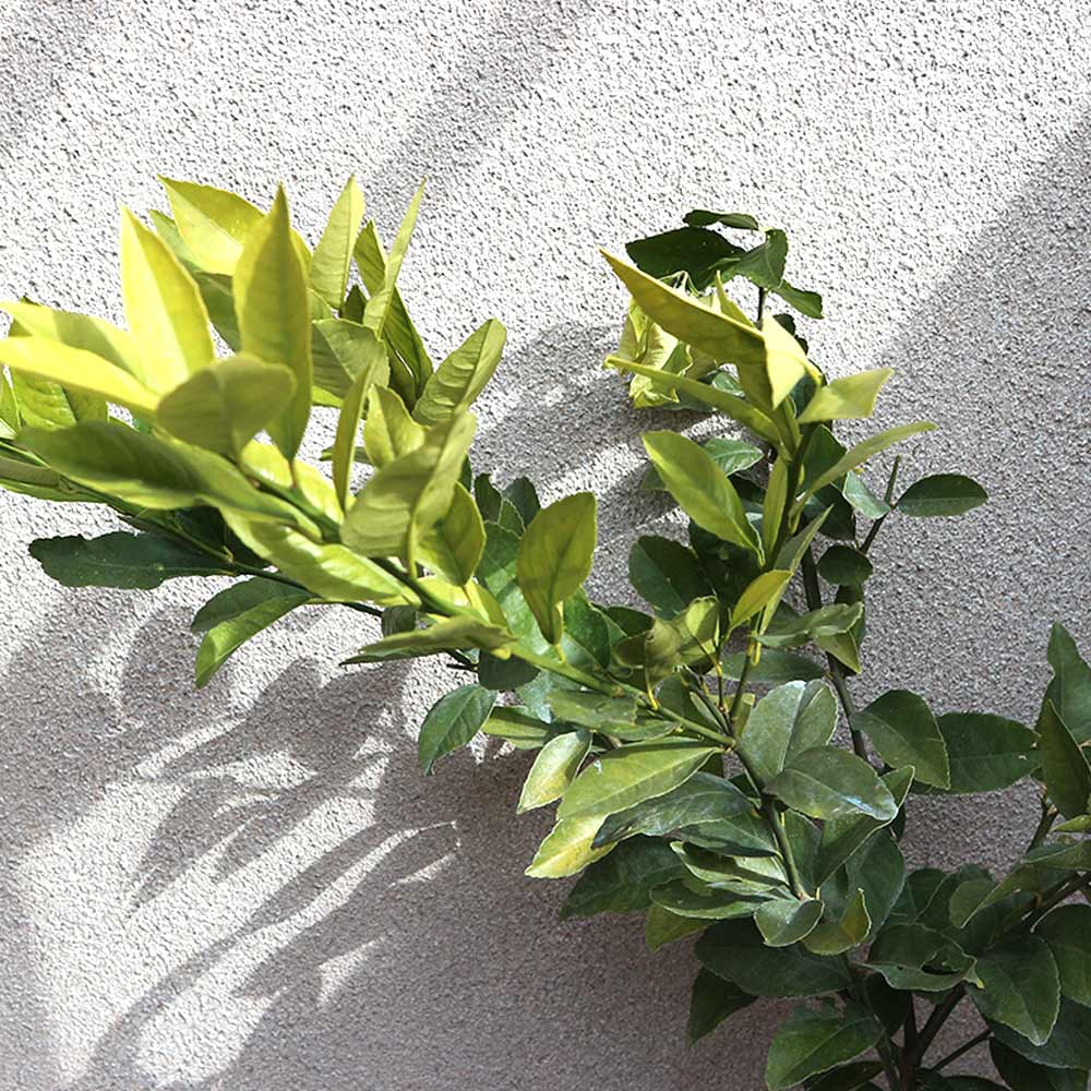 早成り大実レモン マイヤーレモン【果樹苗 2年生 接木苗 21cmポット／1本】