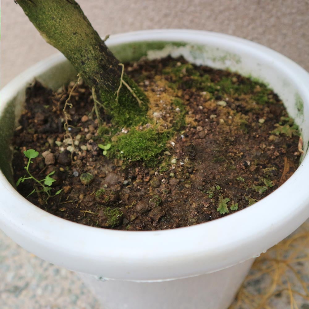 早成り大実レモン マイヤーレモン【果樹苗 2年生 接木苗 21cmポット／1本】