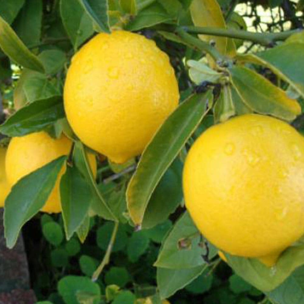 早成り大実レモン マイヤーレモン【果樹苗 2年生 接木苗 21cmポット／1本】