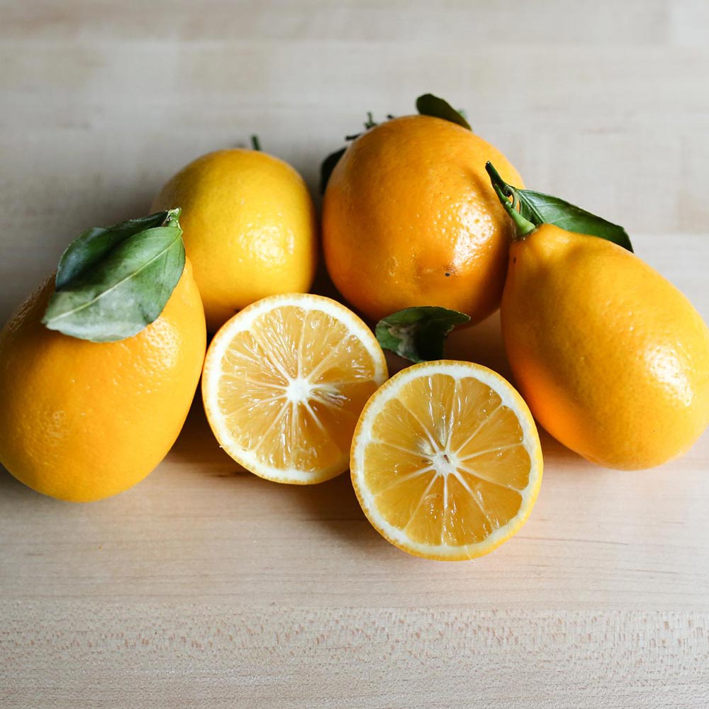 早成り大実レモン マイヤーレモン【果樹苗 2年生 接木苗 21cmポット／1本】