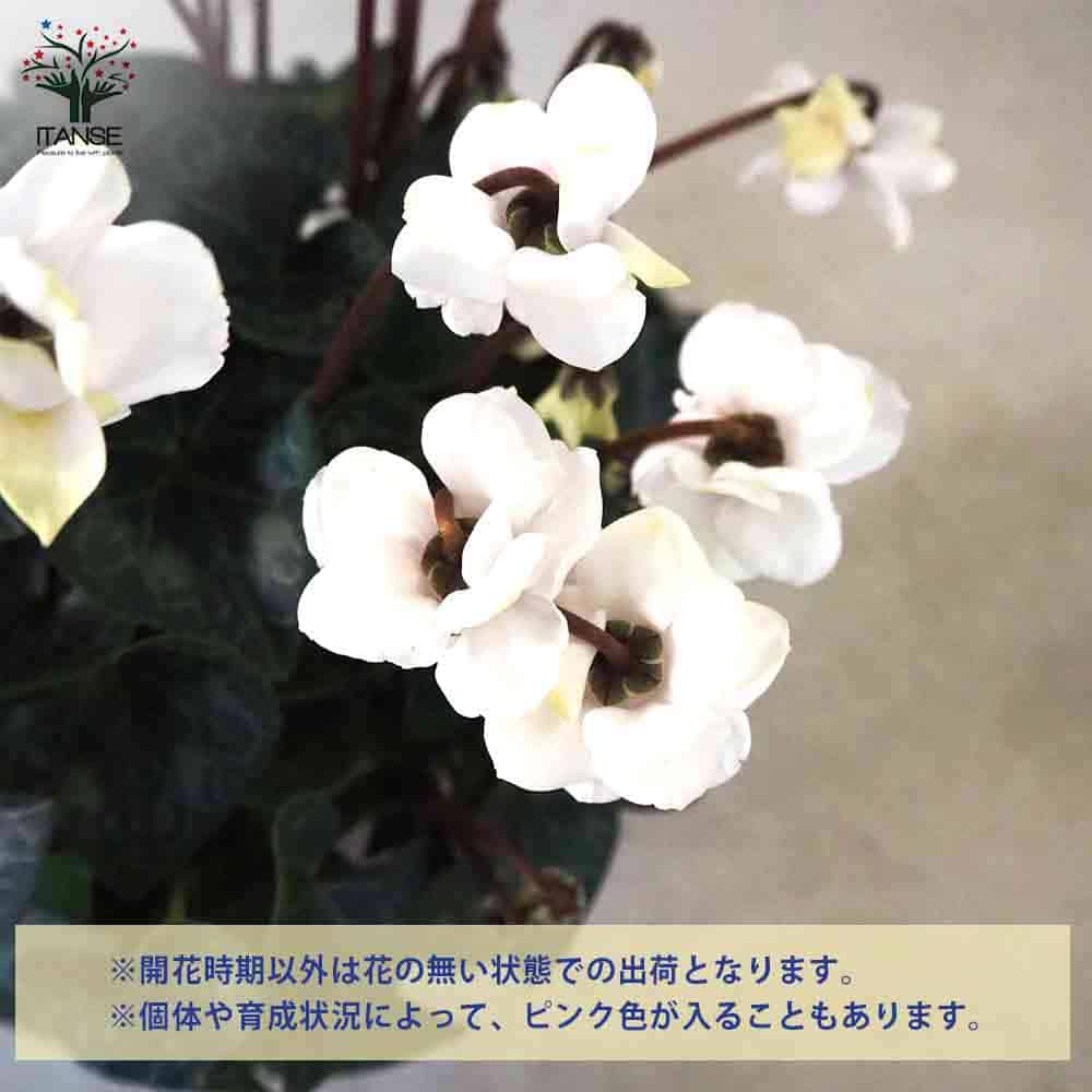 シクラメン フェアリーピコ・ホワイト 【花苗 5号鉢／1個売り