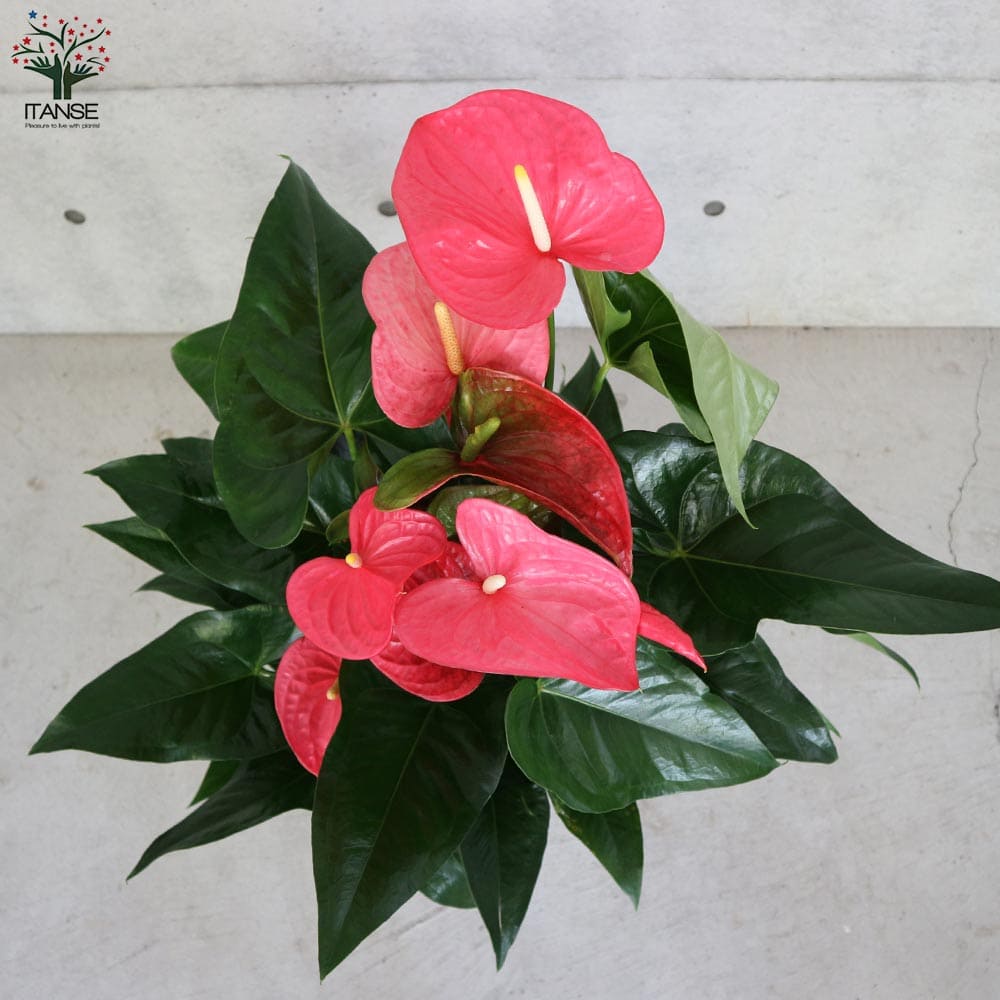 観葉植物 アンスリウム・メイン 【観葉植物 7号／1個売り】｜ 【植物の