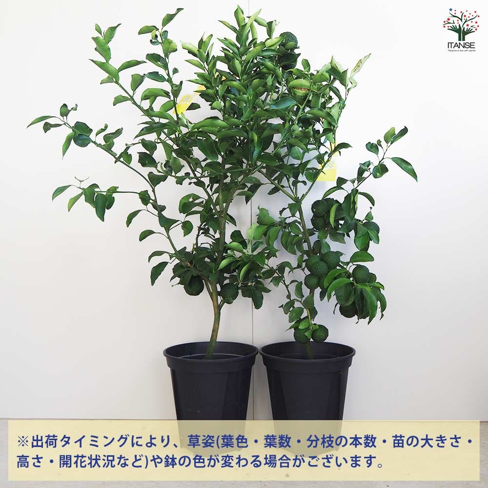 一才ゆず 花ユズ 黒鉢 【果樹の苗木 8号／1個売り】