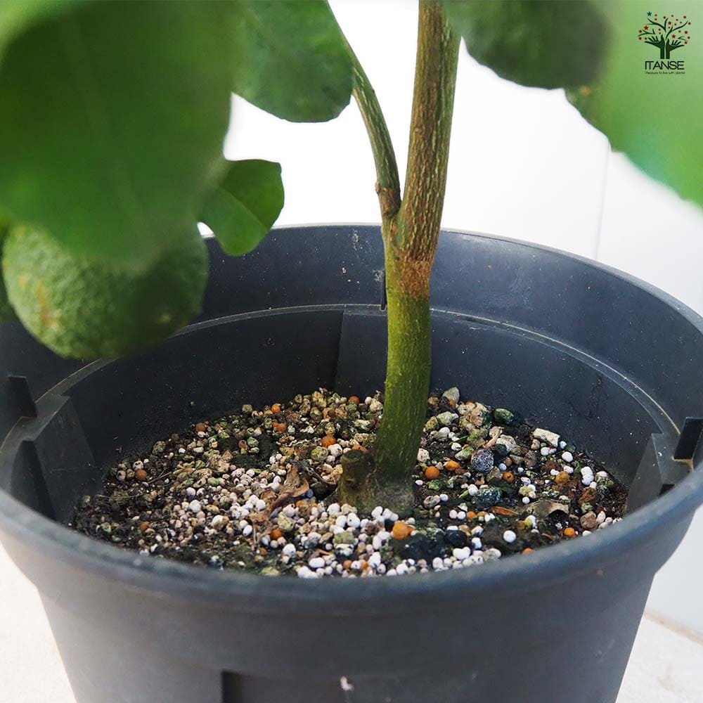 一才ゆず 花ユズ 黒鉢 【果樹の苗木 8号／1個売り】