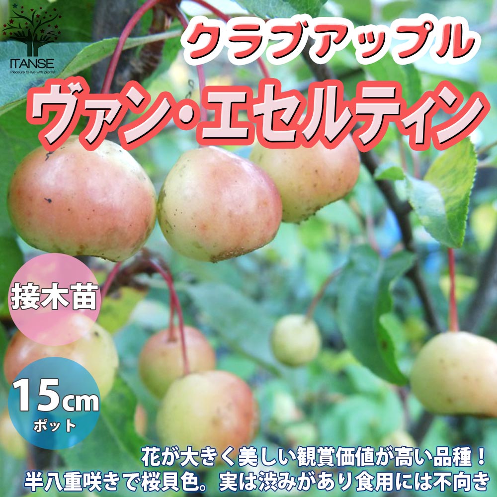 ヴァンエセルティン クラブアップル【庭木 5号接木苗 接木苗／1個売り