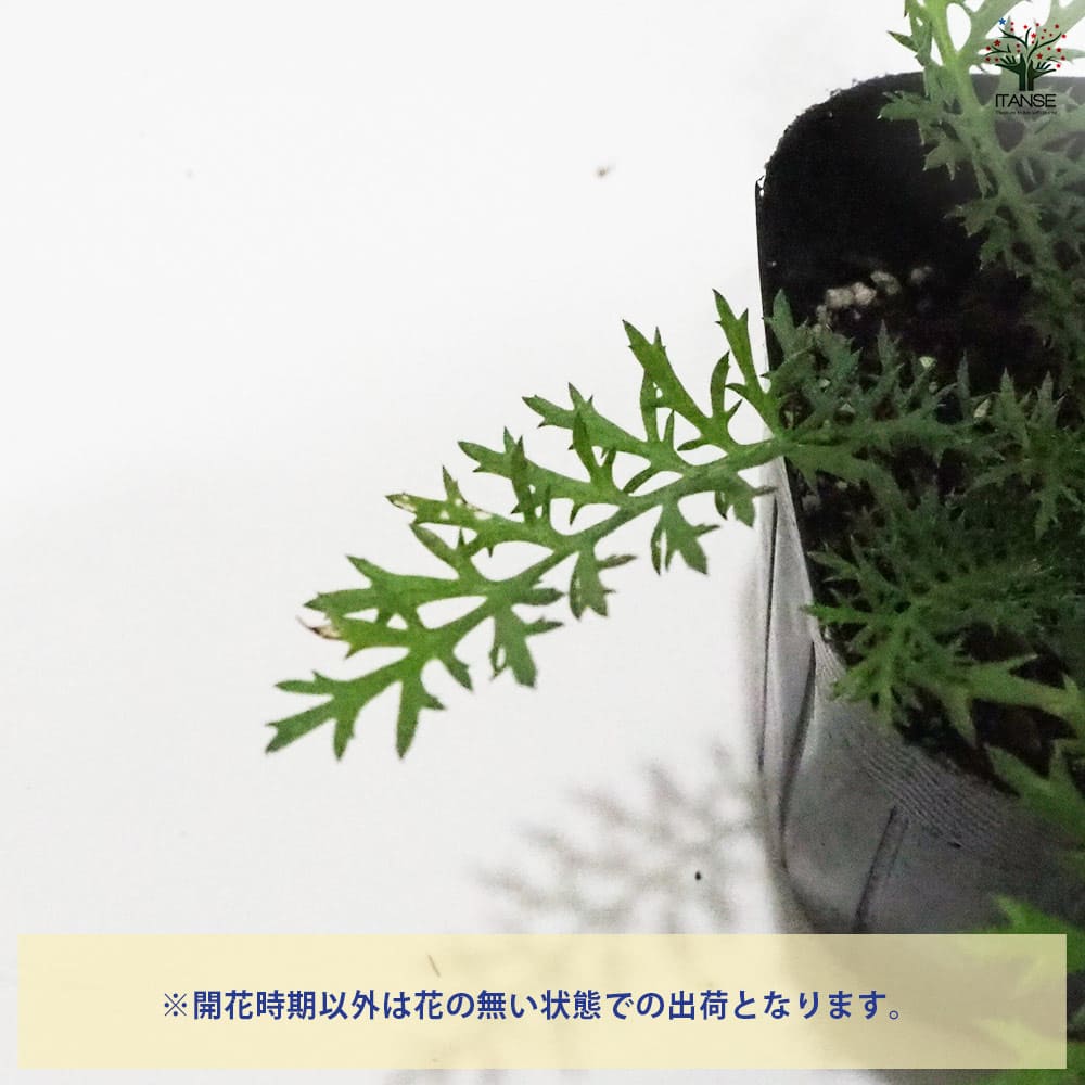 ヤロウ レッド 【ハーブの苗 9cmポット】｜ 【植物のITANSE