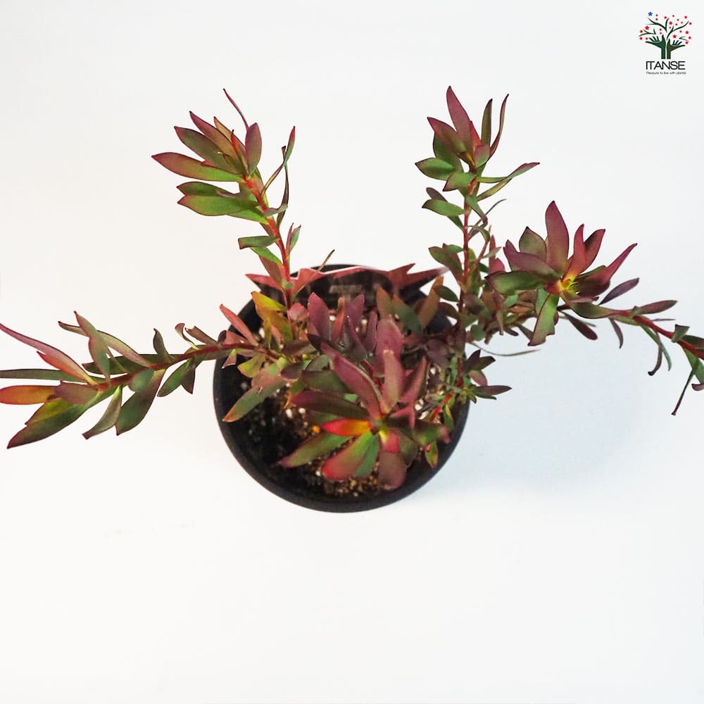 リューカデンドロン エイミー ファイバー鉢 お皿付き リューカ