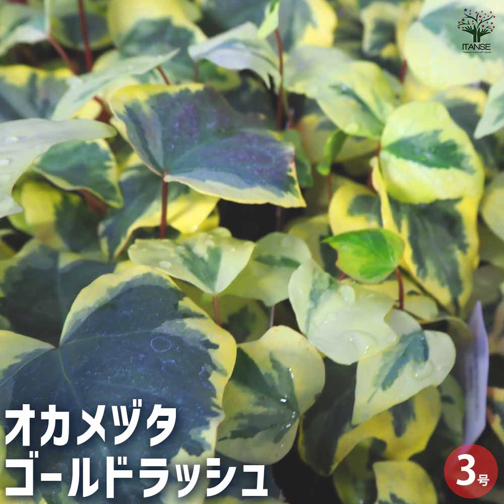 観葉植物 オカメヅタ ゴールドラッシュ 【観葉植物 3号】