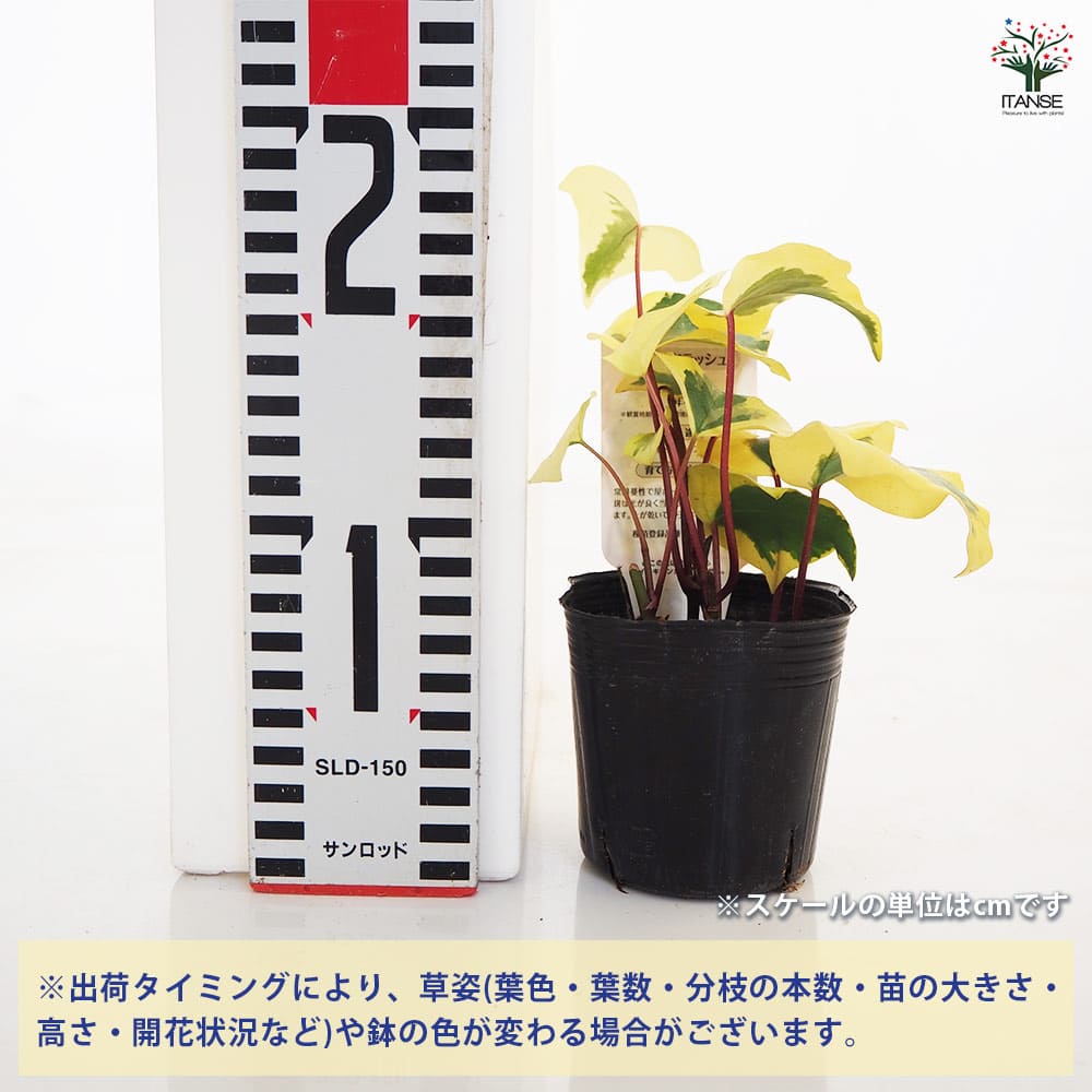 観葉植物 オカメヅタ ゴールドラッシュ 【観葉植物 3号】