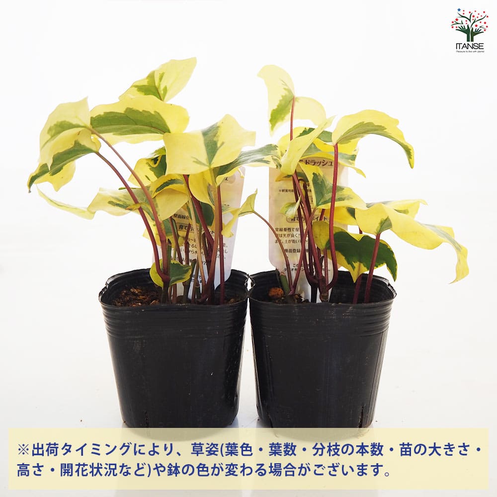️専用️観葉植物 斑入りオカメヅタ 新芽カット苗 5本 挿し穂 ガーデニング