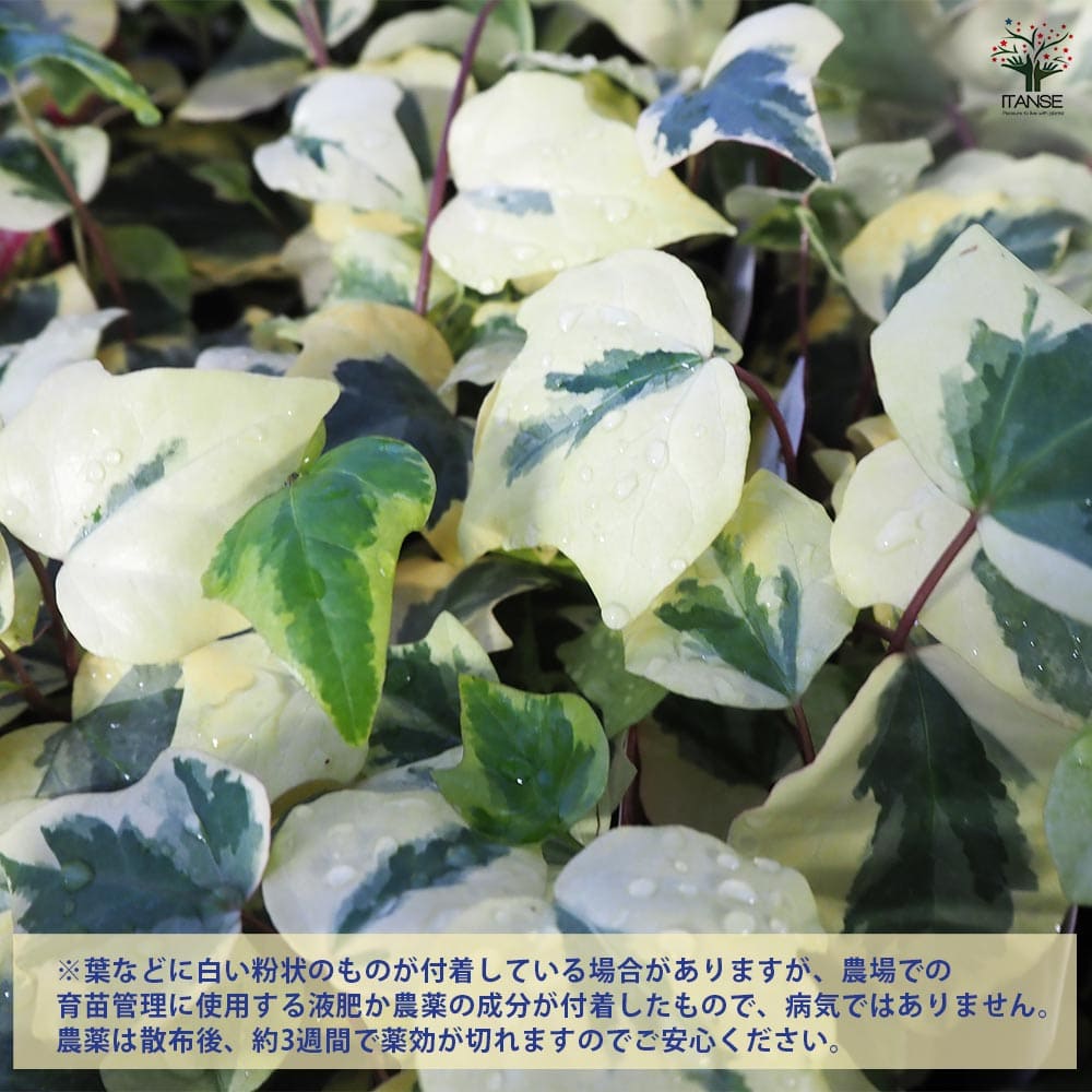 ⭐️専用⭐️観葉植物 斑入りオカメヅタ 新芽カット苗 5本 挿し穂 ガーデニング ⭐️専用⭐️観葉植物 斑入りオカメヅタ 新芽カット苗 5本 挿し穂