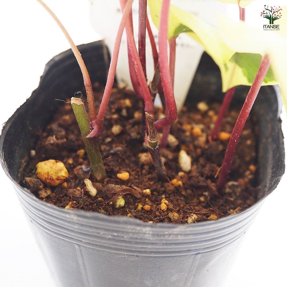 観葉植物 オカメヅタ ゴールドラッシュ 【観葉植物 3号】