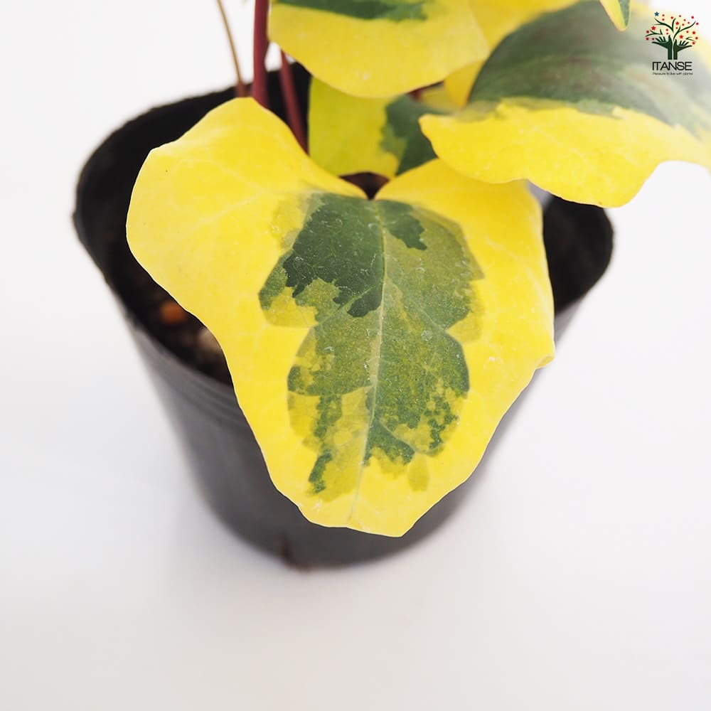 観葉植物 オカメヅタ ゴールドラッシュ 【観葉植物 3号】