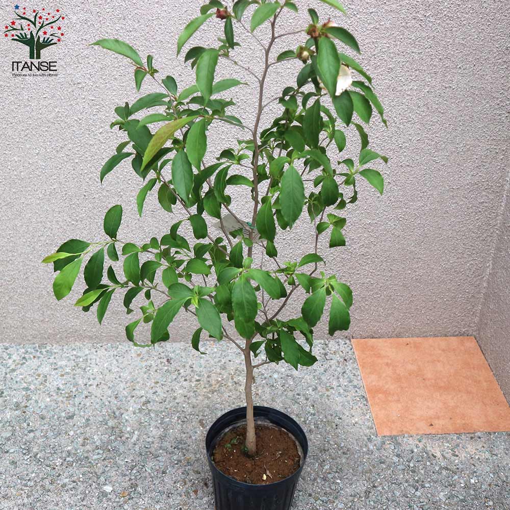 夏椿 (ナツツバキ)ピンク【庭木 6号鉢／1個売り】｜ 【植物の