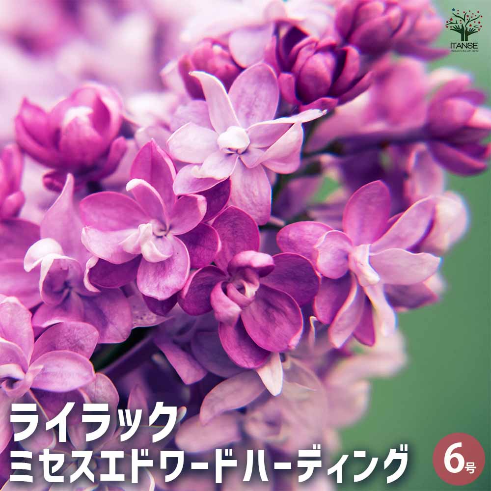 ライラック エドワードハーディング 【花木苗 6号／1個売り】｜ 【植物