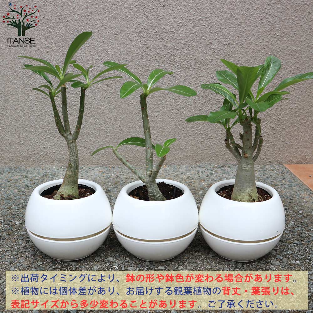 アデニウム オべスム リビングやオフィス向きサイズ【観葉植物 4号