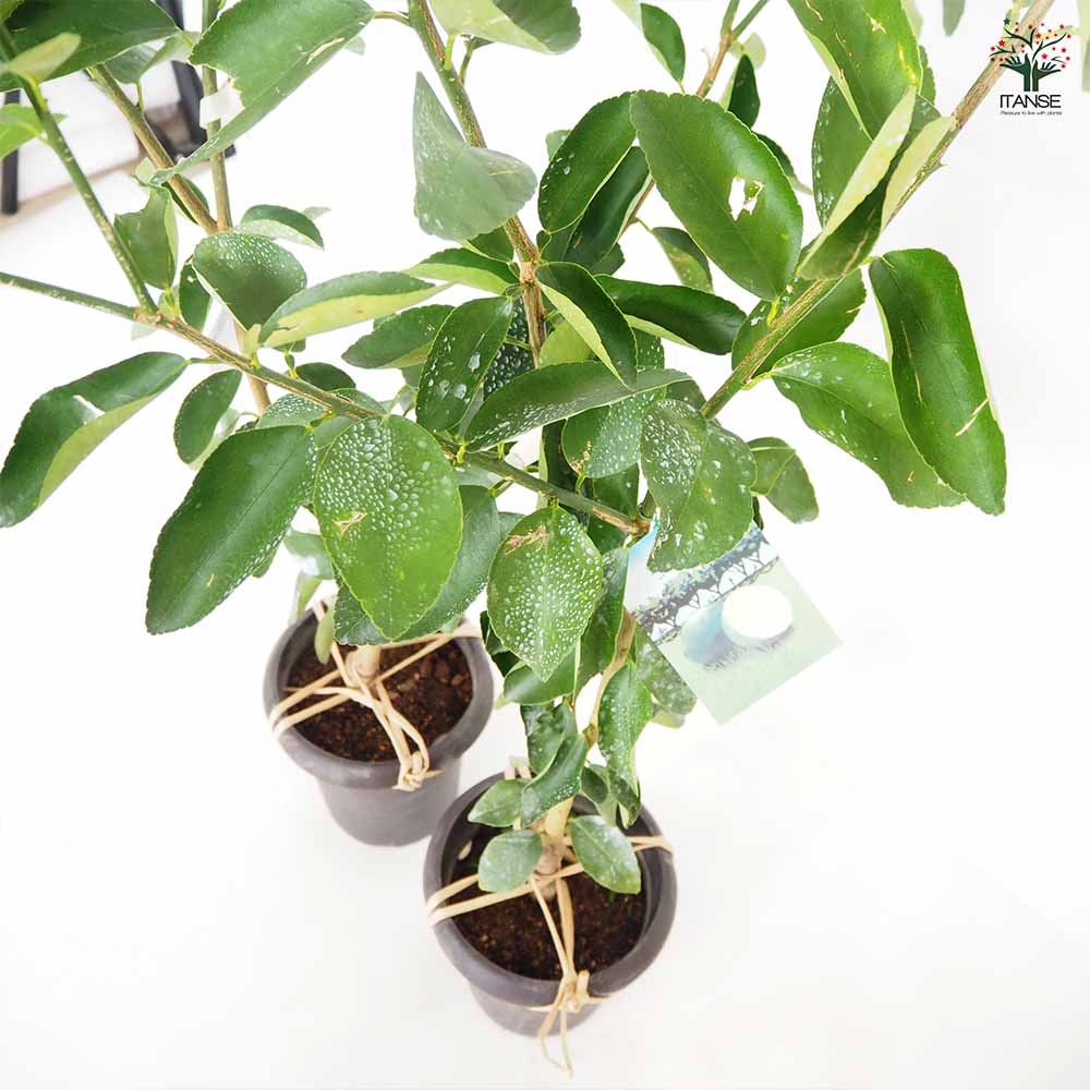 ライムの苗木 タヒチライム 【果樹の苗木 6号／1個売り】