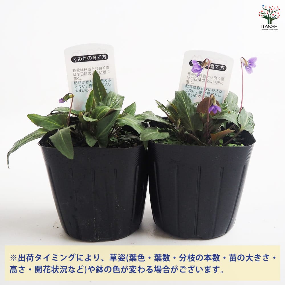 日本スミレ ヒメスミレ 【花苗 3号】｜ 【植物のITANSE】全品
