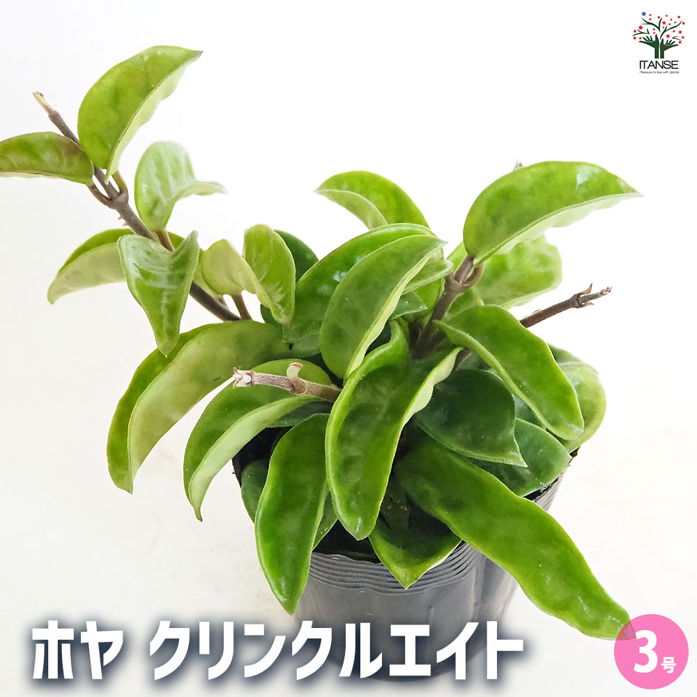 りんりんさん専用　0730 ホヤ植物 りんりんさん専用 0730 ホヤ植物 ホヤ クリンクルエイト 【観葉植物 3