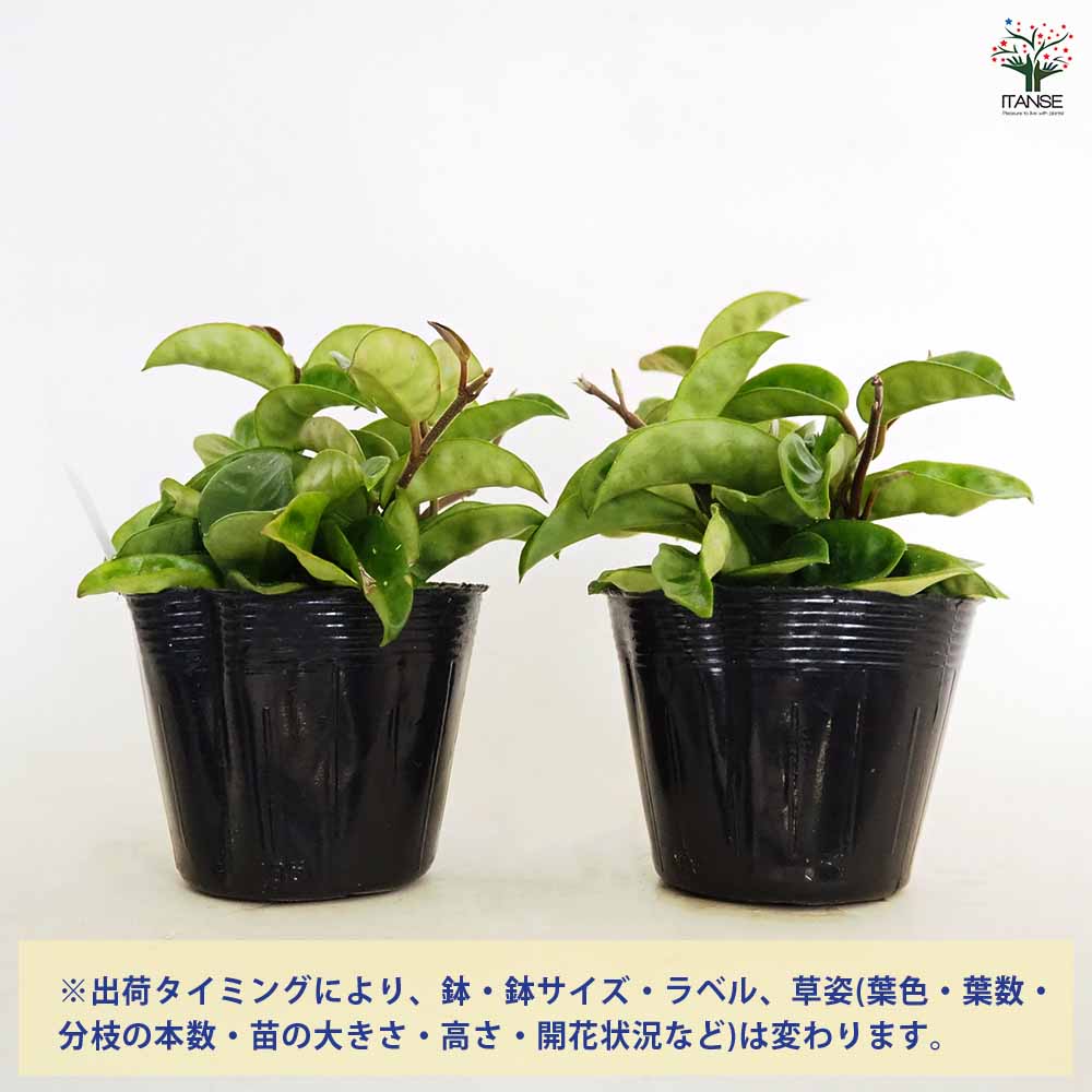 ホヤ クリンクルエイト 【観葉植物 3号】｜ 【植物のITANSE