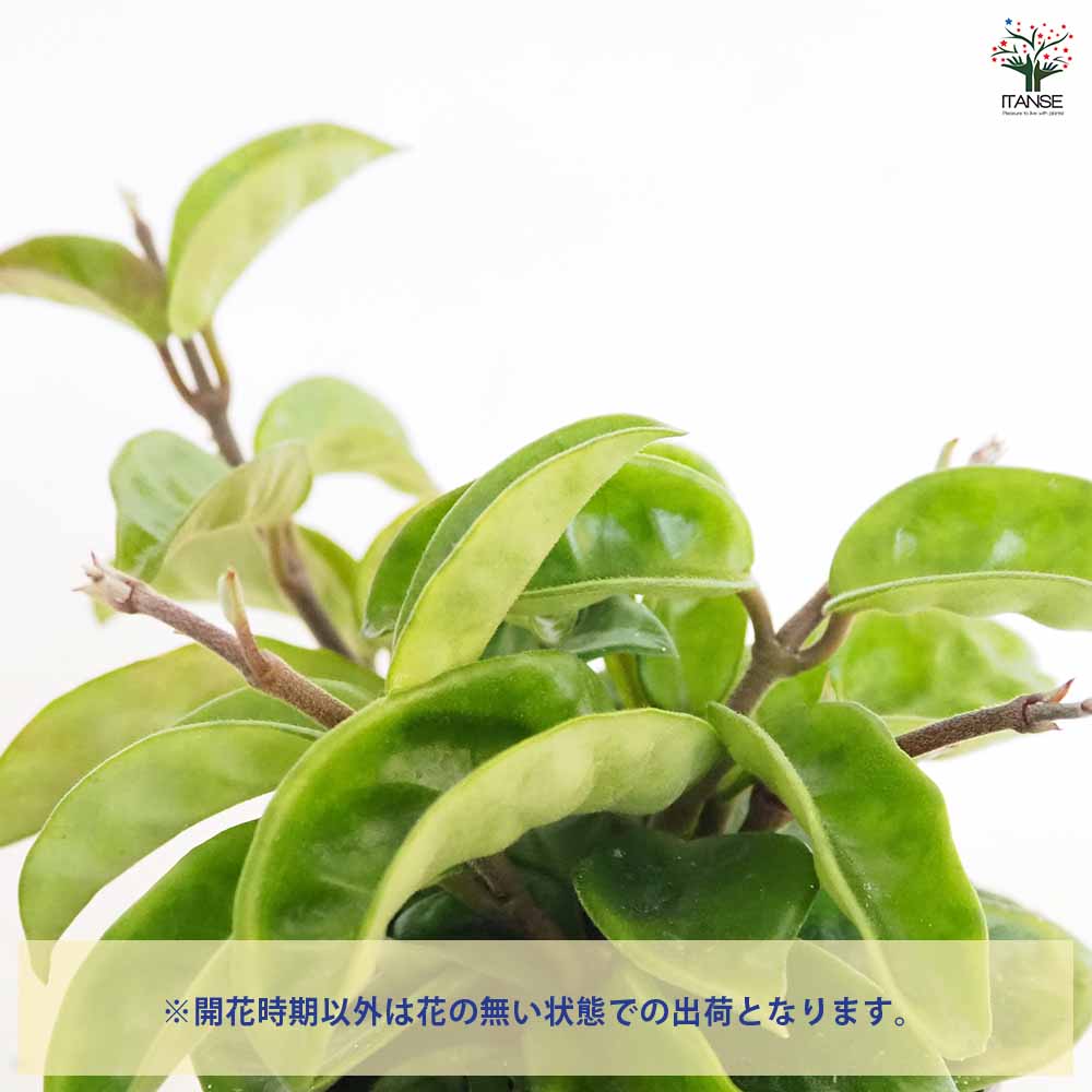 ホヤ クリンクルエイト 【観葉植物 3号】｜ 【植物のITANSE