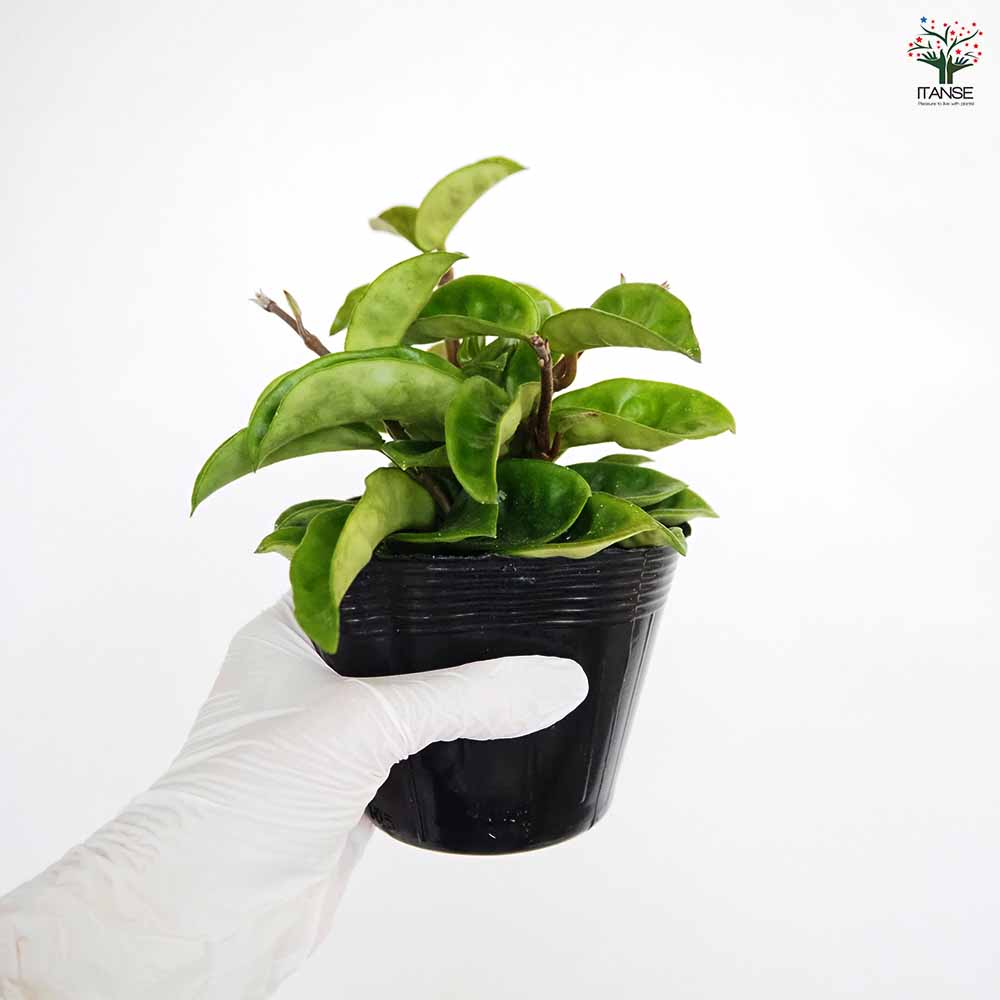 ホヤ クリンクルエイト 【観葉植物 3号】｜ 【植物のITANSE
