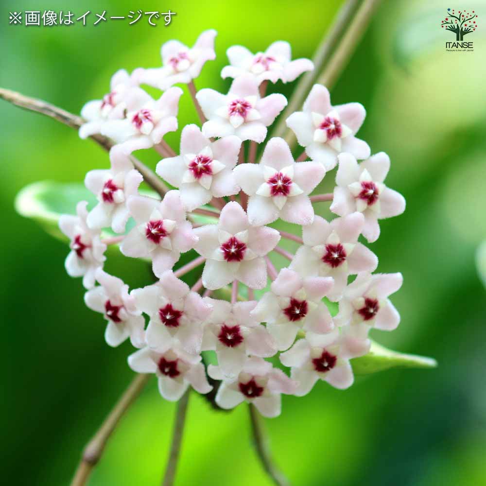 ホヤ クリンクルエイト 【観葉植物 3号】｜ 【植物のITANSE