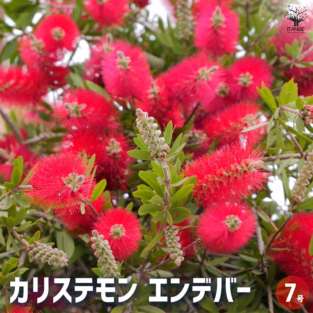 カリステモン エンデバー 【花木苗 7号／1個売り】｜ 【植物の