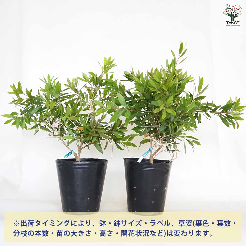 カリステモン エンデバー 【花木苗 7号／1個売り】｜ 【植物の