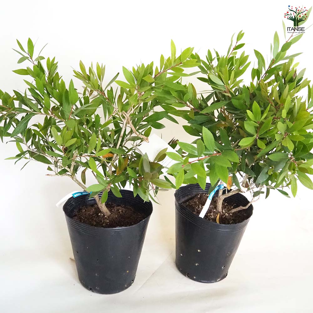 カリステモン エンデバー 【花木苗 7号／1個売り】｜ 【植物の