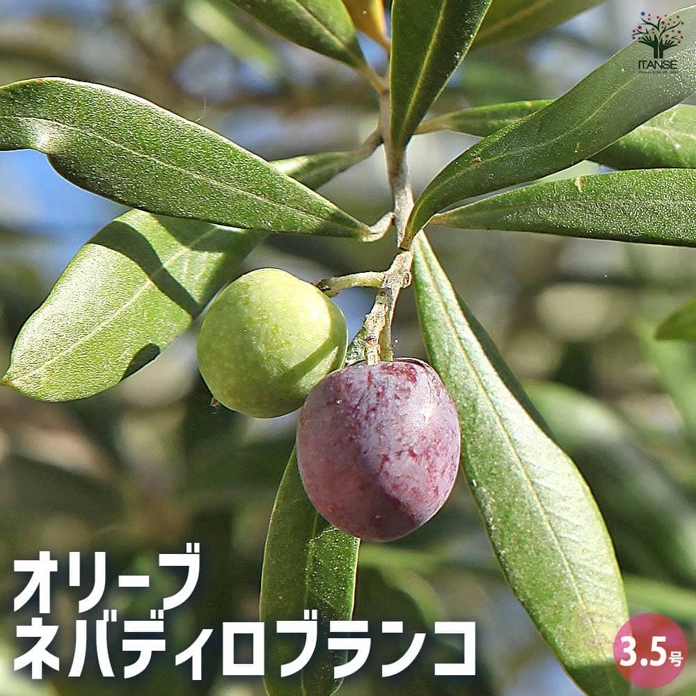と*も様 果樹　庭木　オリーブ　ネバディロブランコ　9寸2鉢 配達エリア限定] オリーブ ネバディロ・ブランコ（庭木）BR