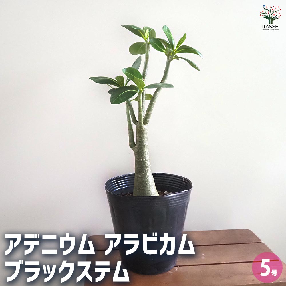 アデニウム アラビカム ブラックステム 【観葉植物 5号／1個売り