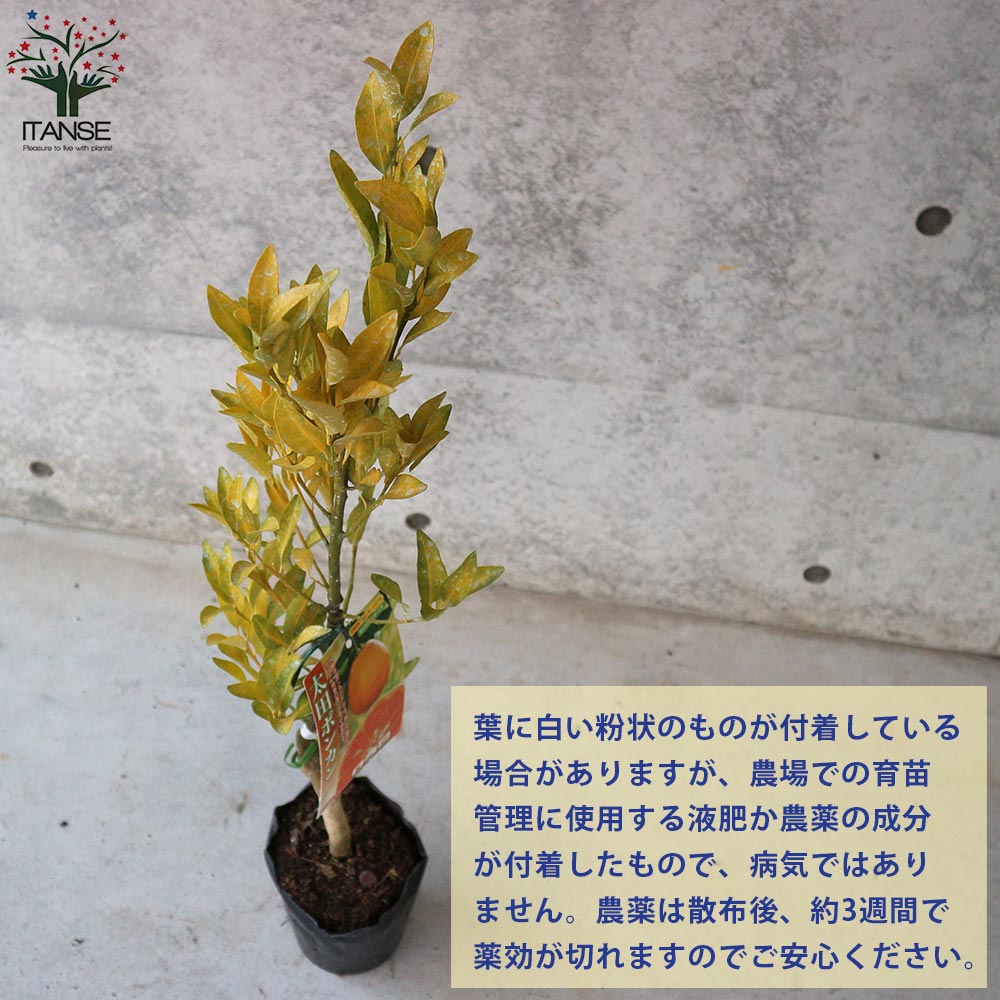 柑橘の苗 太田ポンカン【果樹の苗木 15cm 1～2 果樹苗／1個売り